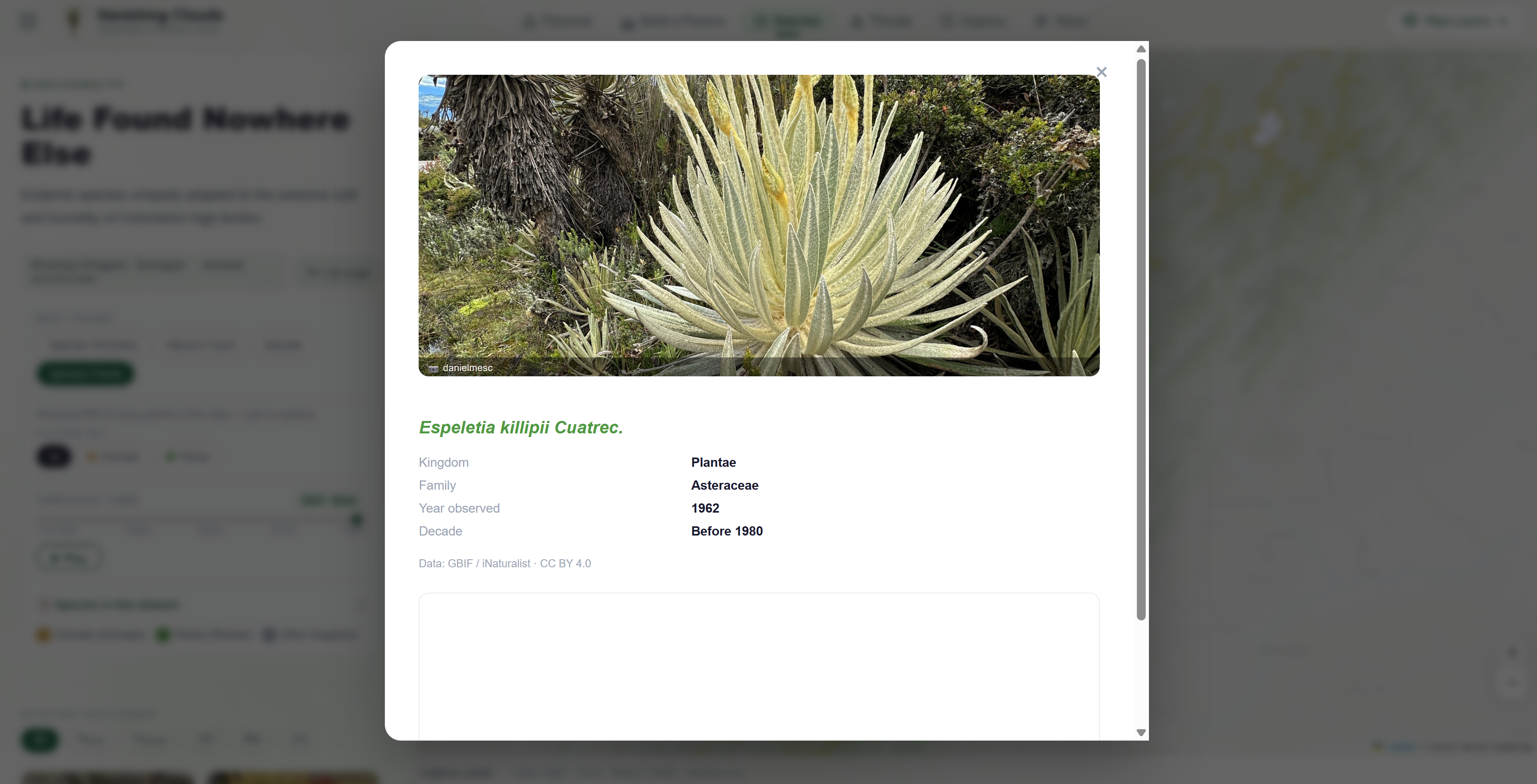 Species card — Espeletia killipii Cuatrec. taxonomy and photograph